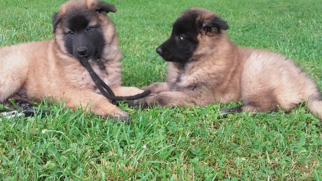 chiot Berger Belge De La Foret Nephtis